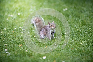 Squirrel on grass holding a nut