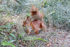 Squirrel on the grass
