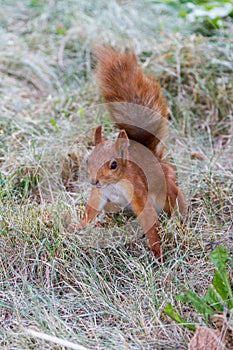 Squirrel in the grass with a raised tail