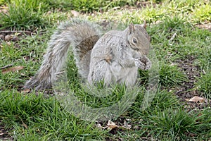 Squirrel