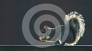 Squirrel. Gray fluffy North American Squirrel. Rodent is hungry. Squirrel eating a peanut nut. Feeding wild animals