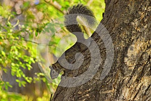 Ardilla gris cabello la cola en un árbol 