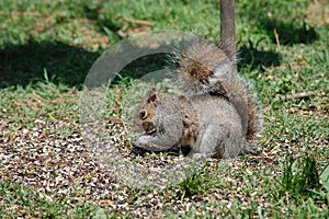 Squirrel