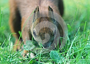 Squirrel in the green grass