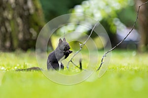 Squirrel on green meadow 1