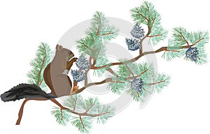 Squirrel on green pine branch isolated on white