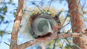 Squirrel with grey fur sitting on the tree branch in winter forest