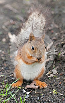 Squirrel on the ground