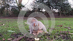 Squirrel on ground eating