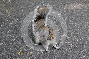 Squirrel on the ground looking at you