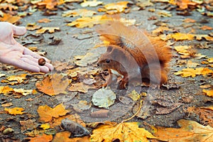 Squirrel and hand with nut