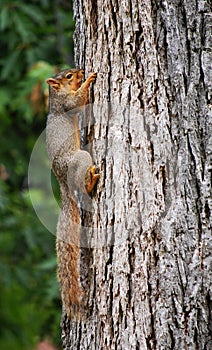 Squirrel hanging on