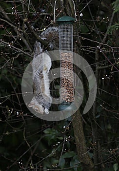 Squirrel hanging around