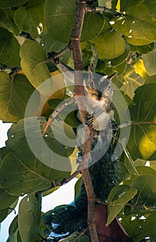 Squirrel hanging on a branch of a grape tree