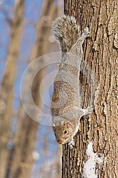 Squirrel hanging down a tree trunk on a sunny winter day
