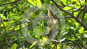 Squirrel Hanging and Eating Guava Fruit in Guava Tree. Cute Indian Palm Squirrel Hanging Upside Down Whilst Eating Guava Fruits