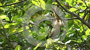 Squirrel Hanging and Eating Guava Fruit in Guava Tree. Cute Indian Palm Squirrel Hanging Upside Down Whilst Eating Guava Fruits