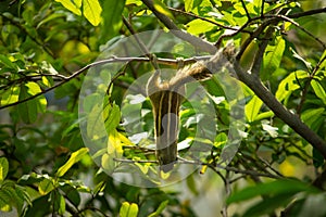 Squirrel Hanging and Eating Guava Fruit in Guava Tree. Cute Indian Palm Squirrel Hanging Upside Down Whilst Eating Guava Fruits