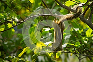 Squirrel Hanging and Eating Guava Fruit in Guava Tree. Cute Indian Palm Squirrel Hanging Upside Down Whilst Eating Guava Fruits