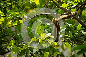 Squirrel Hanging and Eating Guava Fruit in Guava Tree. Cute Indian Palm Squirrel Hanging Upside Down Whilst Eating Guava Fruits