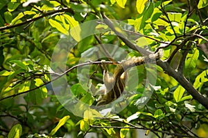 Squirrel Hanging and Eating Guava Fruit in Guava Tree. Cute Indian Palm Squirrel Hanging Upside Down Whilst Eating Guava Fruits