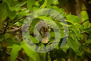 Squirrel Hanging and Eating Guava Fruit in Guava Tree. Cute Indian Palm Squirrel Hanging Upside Down Whilst Eating Guava Fruits