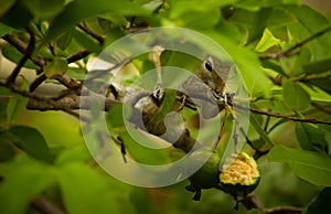 Squirrel Hanging and Eating Guava Fruit in Guava Tree. Cute Indian Palm Squirrel Hanging Upside Down Whilst Eating Guava Fruits