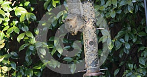 Squirrel hanging and eating seeds from a feeder in front of a bush