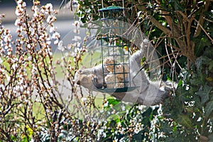 A squirrel hanging at a funny angle from a bush sealing suet fat balls from a bird feeder. He is holding some of the food