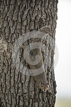 Squirrel hanging on a tree