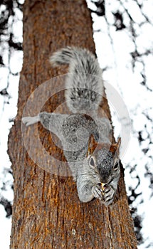 Squirrel hanging in a tree