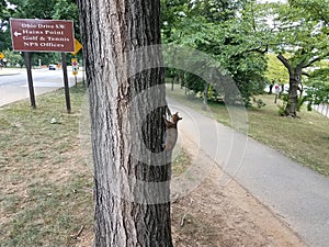 Squirrel hanging on a tree