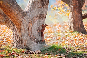 Squirrel hanging on tree in autumn park.