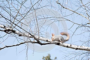 Squirrel hanging on a tree in spring