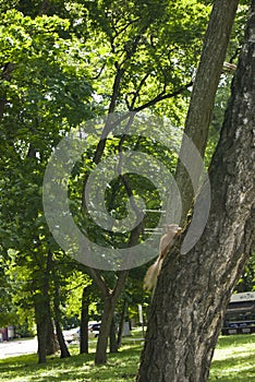 Squirrel hanging on the tree trunk