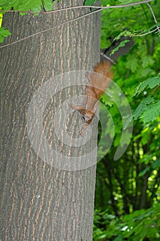 Squirrel hanging on the tree upside down holding the back of the tree