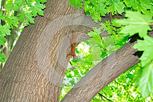 Squirrel hanging on the tree upside down holding the back of the tree