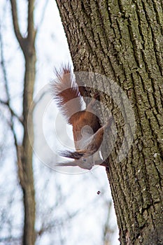 Squirrel hanging on the tree upside down holding the back of the tree
