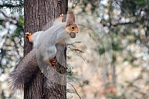 Squirrel hanging on tree with walnut in mouth