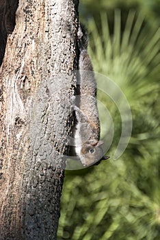 Squirrel hanging upside down