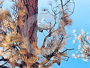 Squirrel Hanging Upside Down Eating A Nut