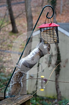 Squirrel hanging upside-down eating from a suet bird feeder
