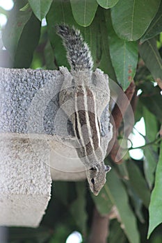 Squirrel hanging on the wall