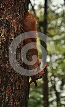 Squirrel hangs upside down on a pine trunk. Close-up.