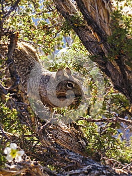 Squirrel having a munch up on a tree