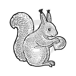 Squirrel and hazelnut sketch vector illustration