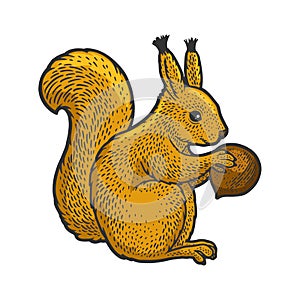 squirrel and hazelnut sketch vector illustration