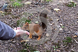 Squirrel and hazelnuts.