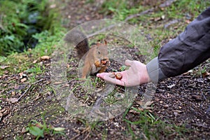 Squirrel and hazelnuts.