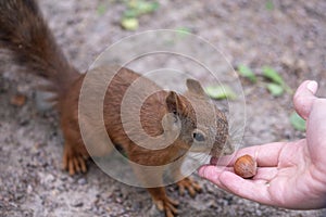 Squirrel and hazelnuts.